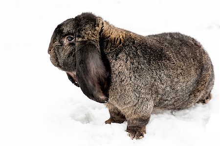 Rabbit outdoor in the background on the snow Stock Photo - Budget Royalty-Free & Subscription, Code: 400-08406674