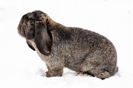 simsearch:622-06487860,k - Rabbit outdoor in the background on the snow Photographie de stock - Aubaine LD & Abonnement, Code: 400-08406673