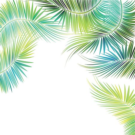 Palm tree branches on white background. Vector illustration. Photographie de stock - Aubaine LD & Abonnement, Code: 400-08406710