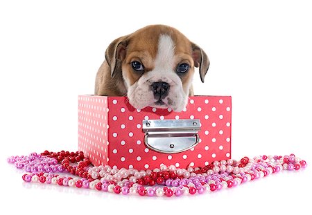 puppy english bulldog in front of white background Stock Photo - Budget Royalty-Free & Subscription, Code: 400-08407614