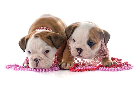 dogs with jewelry - puppies english bulldog in front of white background Stock Photo - Budget Royalty-Free & Subscription, Code: 400-08407616