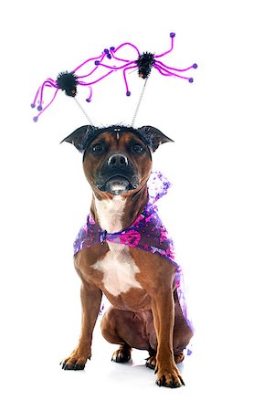 simsearch:400-08615864,k - staffordshire bull terrier and halloween in front of white background Stock Photo - Budget Royalty-Free & Subscription, Code: 400-08407627