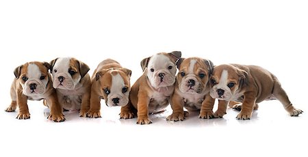 puppies english bulldog in front of white background Foto de stock - Super Valor sin royalties y Suscripción, Código: 400-08407622