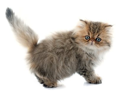 simsearch:400-08408653,k - persian kitten in front of white background Stock Photo - Budget Royalty-Free & Subscription, Code: 400-08407634