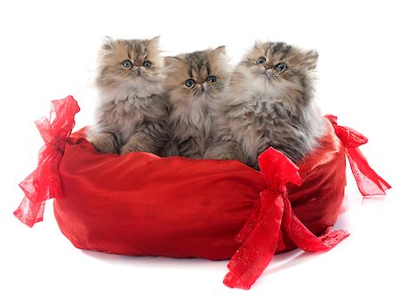 persian kitten in front of white background Foto de stock - Super Valor sin royalties y Suscripción, Código: 400-08407635