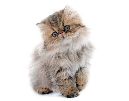 persian kitten in front of white background Foto de stock - Super Valor sin royalties y Suscripción, Código: 400-08407631
