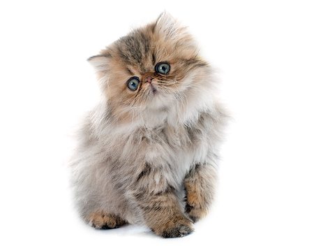 simsearch:400-08551098,k - persian kitten in front of white background Photographie de stock - Aubaine LD & Abonnement, Code: 400-08407631