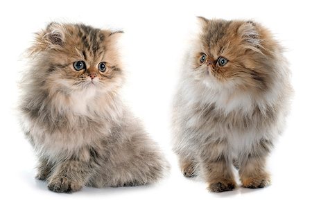 simsearch:400-08551098,k - persian kitten in front of white background Photographie de stock - Aubaine LD & Abonnement, Code: 400-08407633