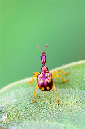 simsearch:400-08404620,k - Close up Leaf Rolling Weevil or Giraffe Weevil is a type of beetle from the Curculionoidea super family on a green leaf is preparing to soar forward Stock Photo - Budget Royalty-Free & Subscription, Code: 400-08407785