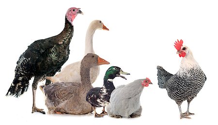 simsearch:400-04351992,k - group of poultry in front of white background Stock Photo - Budget Royalty-Free & Subscription, Code: 400-08408656