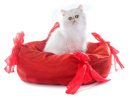 simsearch:400-07553093,k - persian kitten in front of white background Photographie de stock - Aubaine LD & Abonnement, Code: 400-08408653