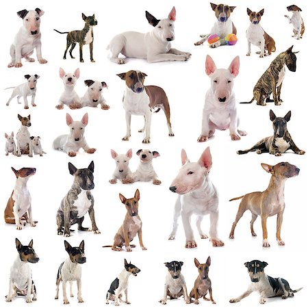 simsearch:400-06565925,k - group of bull terriers in front of white background Photographie de stock - Aubaine LD & Abonnement, Code: 400-08408689