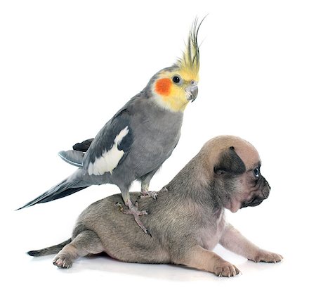 young puppies chihuahua and cockatiel in front of white background Photographie de stock - Aubaine LD & Abonnement, Code: 400-08408694