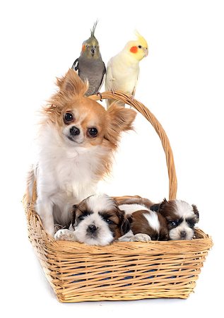 perruche - three cockatiel and dog in front of white background Photographie de stock - Aubaine LD & Abonnement, Code: 400-08408696