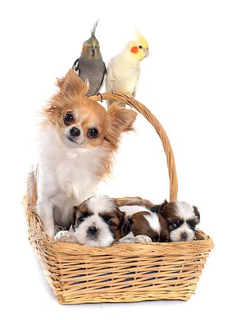 shiatsu - three cockatiel and dog in front of white background Stockbilder - Microstock & Abonnement, Bildnummer: 400-08408696