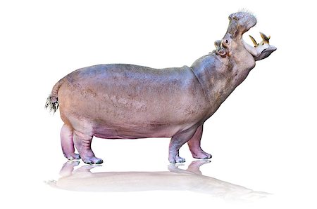 simsearch:400-07038920,k - Hippos or Hippopotamus amphibius standing mouth open on white background Stock Photo - Budget Royalty-Free & Subscription, Code: 400-08408839