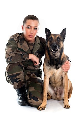 perro guardián - woman soldier and malinois in front of white background Foto de stock - Super Valor sin royalties y Suscripción, Código: 400-08409061