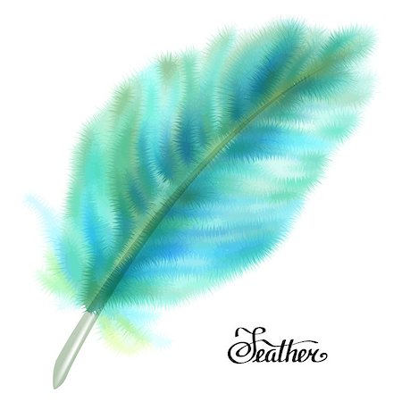 simsearch:400-08409546,k - Blue and green fluffy feather isolated on white background. Vector illustration. Stock Photo - Budget Royalty-Free & Subscription, Code: 400-08409546