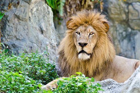 Male Lion rest on rocky of mountain Fotografie stock - Microstock e Abbonamento, Codice: 400-08409957