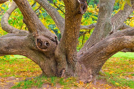 dead tree branched - crooked old deciduous tree in autumn forest Stock Photo - Budget Royalty-Free & Subscription, Code: 400-08400133