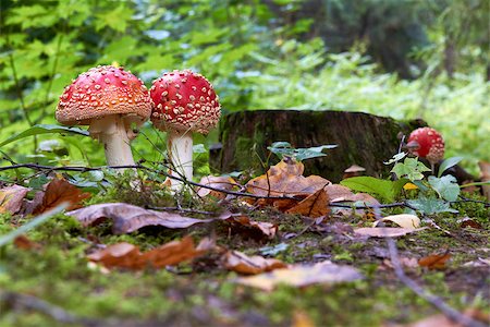 simsearch:400-06094336,k - Fall at the forest with a Amanita muscaria fly agaric growing in stub Photographie de stock - Aubaine LD & Abonnement, Code: 400-08400356