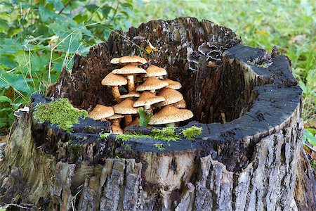 simsearch:400-07244181,k - edible mushrooms growing inside tree stub with moss briht sunny day Foto de stock - Super Valor sin royalties y Suscripción, Código: 400-08400357