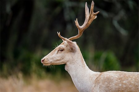 Wild South Texas white fallow deer buck close up Foto de stock - Royalty-Free Super Valor e Assinatura, Número: 400-08400396