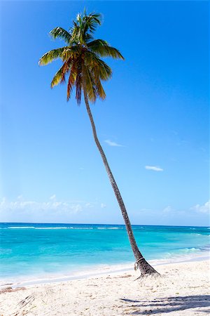 Palm tree on the beach of Isla Saona. Stock Photo - Budget Royalty-Free & Subscription, Code: 400-08400445