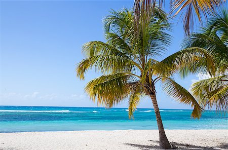 Palm trees on the beach of Isla Saona. Stock Photo - Budget Royalty-Free & Subscription, Code: 400-08400446