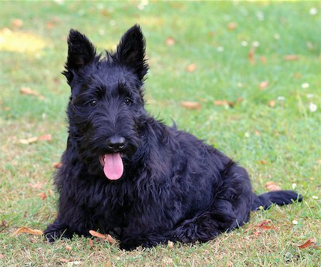 schottischer terrier - Black Scottish Terrier on a green grass lawn Stockbilder - Microstock & Abonnement, Bildnummer: 400-08400489