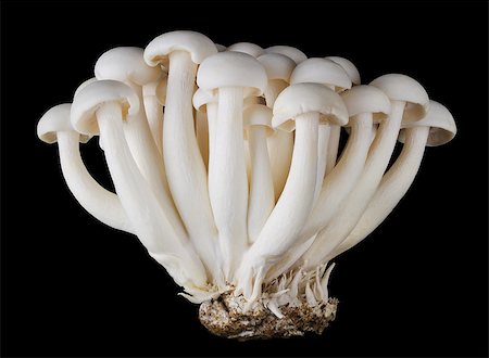 simsearch:400-07217319,k - Bunapi shimeji, white beech mushrooms, also called white clamshell mushrooms, an edible fungus on black background. Front view macro photo. Stock Photo - Budget Royalty-Free & Subscription, Code: 400-08400505