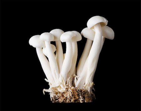 simsearch:400-07217319,k - Small group of white beech mushrooms, bunapi shimeji, also called white clamshell mushrooms, an edible fungus on black background. Front view macro photo. Stock Photo - Budget Royalty-Free & Subscription, Code: 400-08400507