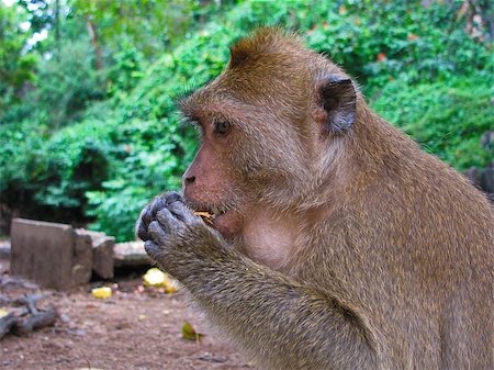 simsearch:400-08114943,k - The monkey eats a nut Stock Photo - Budget Royalty-Free & Subscription, Code: 400-08400521