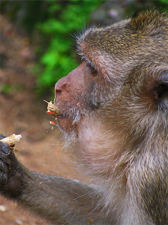 simsearch:400-08114943,k - The monkey eats a nut Stock Photo - Budget Royalty-Free & Subscription, Code: 400-08400522