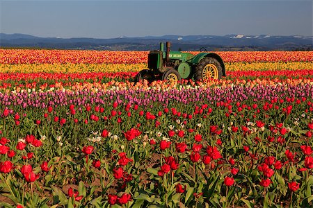 simsearch:400-08572845,k - Oregon Tulip Field & Tractor Photographie de stock - Aubaine LD & Abonnement, Code: 400-08400581