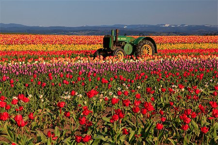 simsearch:400-08400581,k - Oregon Tulip Field & Tractor Photographie de stock - Aubaine LD & Abonnement, Code: 400-08400581