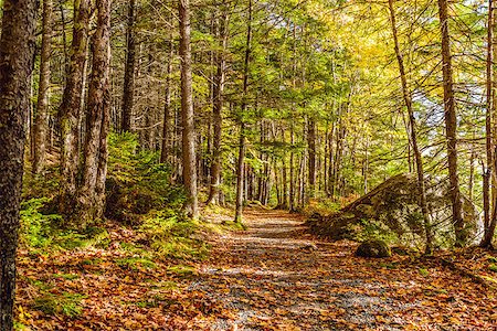 Forest Trail in Fall (Kejimkujik National Park , Nova Scotia, Canada) Stockbilder - Microstock & Abonnement, Bildnummer: 400-08400793