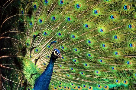 simsearch:400-07464044,k - Peacock with feathers stand out Stock Photo - Budget Royalty-Free & Subscription, Code: 400-08400888