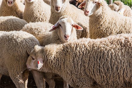 simsearch:400-05684520,k - herd of white sheep in a rural location Stock Photo - Budget Royalty-Free & Subscription, Code: 400-08401014