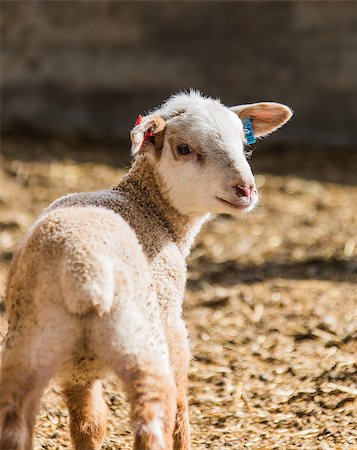 simsearch:400-05684520,k - portrait of lamb to pasture in the village Stock Photo - Budget Royalty-Free & Subscription, Code: 400-08401012