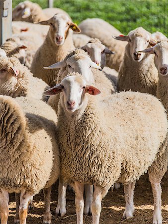 simsearch:400-05684520,k - a flock of white sheep in a rural location Stock Photo - Budget Royalty-Free & Subscription, Code: 400-08401013
