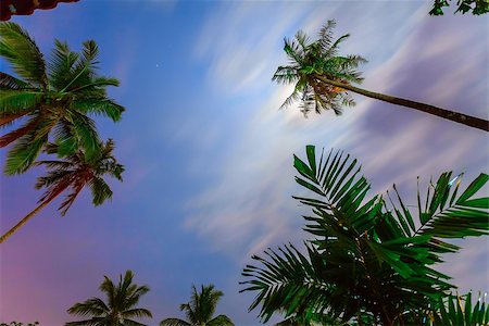 simsearch:622-06370554,k - Tall palm trees and colorful sky with clouds in Thailand Stockbilder - Microstock & Abonnement, Bildnummer: 400-08401068