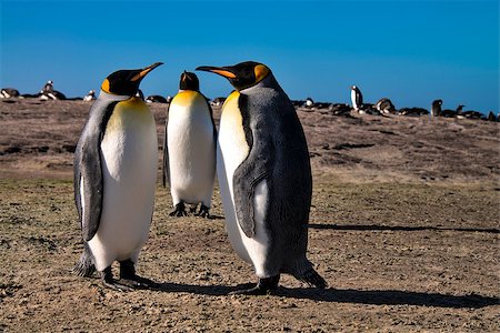 A groupd of king penguines at rest watched over by a group member Stock Photo - Budget Royalty-Free & Subscription, Code: 400-08401176