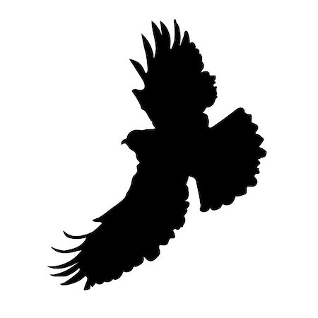 simsearch:400-04900478,k - A silhouette of an eagle or hawk in mid flight Photographie de stock - Aubaine LD & Abonnement, Code: 400-08401220