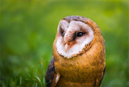 schleiereule - Tyto alba - Close Up Portrait of a Barn Owl on Blurred Green Grass Background Stockbilder - Microstock & Abonnement, Bildnummer: 400-08401223