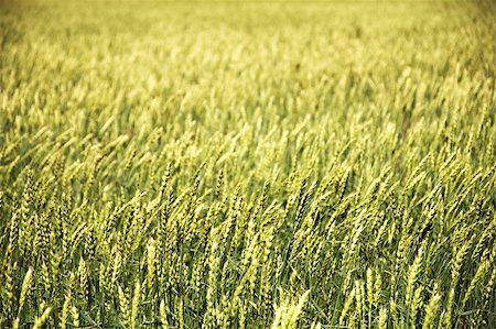 ripe mellow yelloe Wheat field for background Foto de stock - Royalty-Free Super Valor e Assinatura, Número: 400-08401472