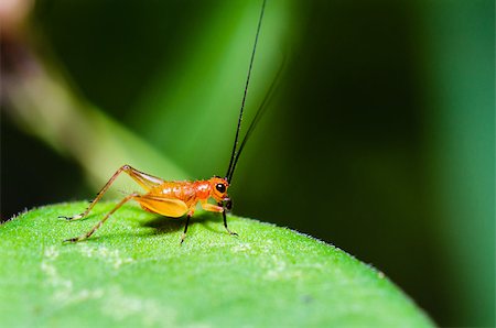 simsearch:400-08404620,k - Close up Conocephalus Melas tiny red-black young Cricket is a species of Tettigoniidae (bush-crickets or katydids) taken in Thailand Stock Photo - Budget Royalty-Free & Subscription, Code: 400-08401546