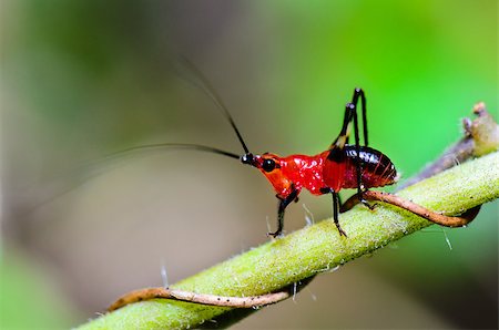 simsearch:400-08404620,k - Close up Conocephalus Melas tiny red-black Cricket is a species of Tettigoniidae (bush-crickets or katydids) taken in Thailand Stock Photo - Budget Royalty-Free & Subscription, Code: 400-08401547