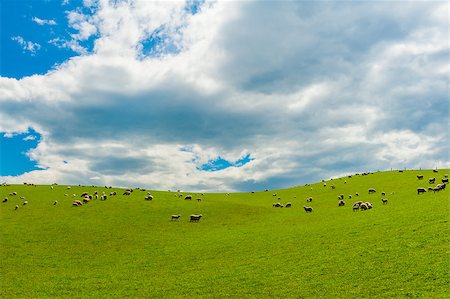 simsearch:400-05684520,k - Common view in the New Zealand - hills covered by green grass with herds of sheep Stock Photo - Budget Royalty-Free & Subscription, Code: 400-08401576