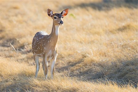 Wild South Texas Axis, Chital, or spotted Deer doe. Foto de stock - Royalty-Free Super Valor e Assinatura, Número: 400-08401860